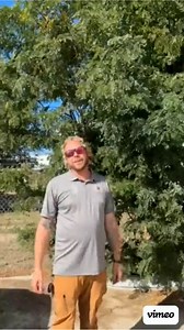 Fall Fertilization: Boost Your Trees for the Upcoming Season