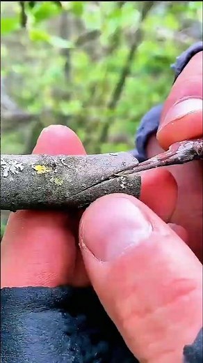 Tree Grafting Technique Step by Step 🌳 | Easy Plant Grafting for