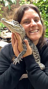 This is chompers he is the cutest baby gator🤩 He’s doing such a good job eating and 😂 Hes getting some size in him🙌 Soon he’ll be too big to practice with me😅🥺 • • • • #wow #wild #awesome #viral #iganimals #reptiles #reptilesofinstagram #gator #gatorvideos #baby #fun #family #moment #facebook #fb #post #cool #animal | The Reptile Zoo