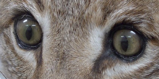 Are there mountain lions in the Valley?