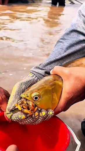 This fish is releasing baby arowanas from its mouth. The arowana, also called the dragon fish, gets its name from its whisker-like barbels and large, shiny scales that resemble a mythical dragon. Its breeding behavior is unique—the male incubates the eggs by holding them in his mouth. A female can lay 40–60 eggs, but if the male cannot fit them all, he will eat the extras. During the 40–45 day incubation period, the male does not eat or drink. The yellow sac on the fry is their yolk sac, which p
