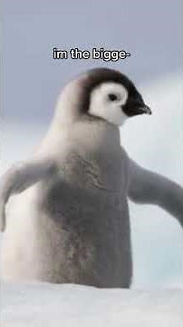 I'm the Biggest Bird (Goofy TikTok Meme)