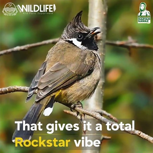 The Himalayan Bulbul #reels #birds #animals