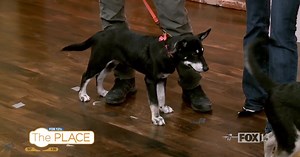 Meet Jughead and Fonzie: Our Pets of the Week