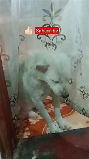 FUNNY SLEEPING DOG L #funny #shorts #trending #viral #beybenifloryannn