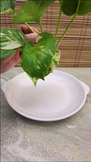 Golden Pothos Easy-to-care with Mini Pond Decor Arrangement Idea🌿 #minipond #seashells #homedecor
