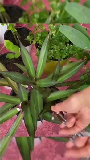 ✨ASMR Deep Cleaning | Relaxing Wet Cleaning Sounds for Sleep & Focus✨ #asmr #cleaningasmr #shorts