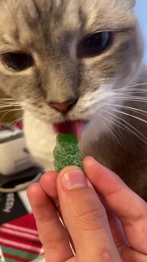 Jewels Loves Sour Gummies | Cute Cat Video Compilation