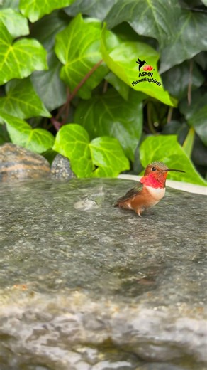 Quick rinse with Mr. Allen 💦🧡✨ #asmr #nature #hummingbirds #allenshummingbird