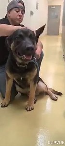 Safe in Beauties care thanks to new fosters!!! 🚨SAVE SCARED BEAR -- FINAL DEADLINE OUT OF SHELTER BY CLOSE ON 6/24 OR EUTHANIZED🚨 Located @Wichita, KS Animal Shelter (NOT in the care of Beauties & Beasts Rescue Poor Bear is so terrified in the shelter. He was surrendered to animal control by his owner (we were not told why) and has been euth listed due to behavior labeled rescue pull only - assessment notes state he alarm barks, paces, lowers his head, or tries to climb the back of the kennel.