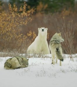 pack of wolves that takes on polar bears.
