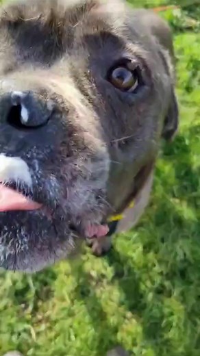 Meet some of our a adorable dogs at Dogs Trust Bridgend who are looking for their forever homes!🐶 We look forward to helping you find your perfect match. To start your application to adopt one of the dogs in our care, please visit https://bit.ly/3UXKUOJ 💛 | Dogs Trust