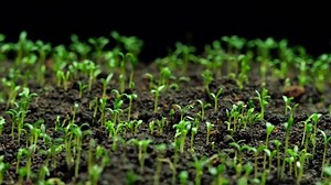New life time lapse of seed and grass growing from soil.