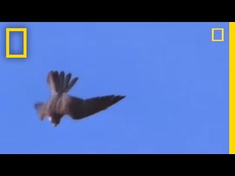 High-Velocity Falcon | National Geographic