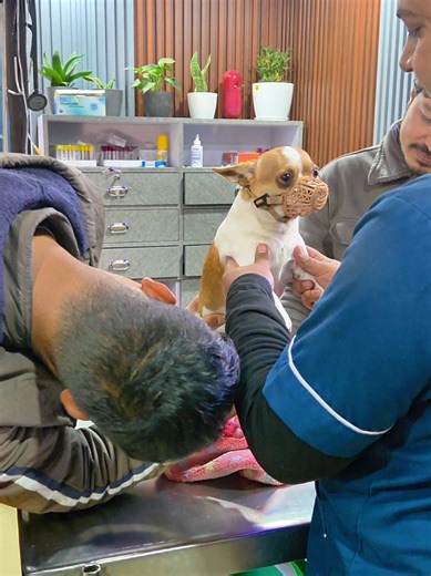 Routine Check-up Day!! thutuo baanera butla kaatey🥲 #oreo #viral #dogsoftiktok #chihuahua