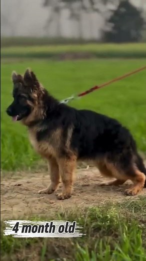 German Shepherd Puppies | 2 Months vs 4 Months Growth Journey 🐶
