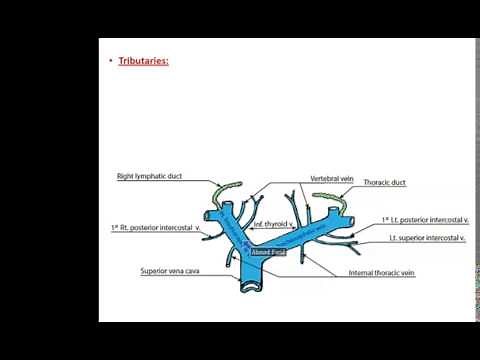 Veins of the Thorax - Dr. Ahmed Farid