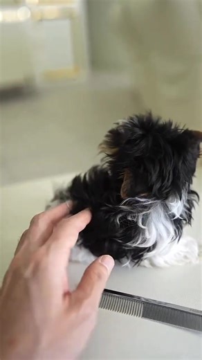 Can you believe this Morkie is this adorable?! Parti colors that hasn’t been seen before and the most adorable little face 🥰 . . We Deliver to Selected Countries, where we can DELIVER SAFELY !! ✈️ For Puppy Inquiries, message us #TeacupPuppies #TinyPuppy #FluffyPuppy #ChowChowPuppy #TeddyBearPuppy