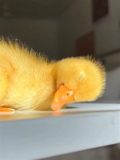 Transforming from Baby Duck to Adult Duck Journey
