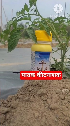 Pirate Insecticide Powerful Spray 💥 सब्जी फसल में कीट कंट्रोल का असली Solution