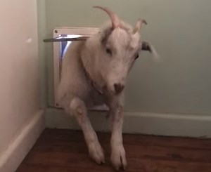 Well Mannered Goat Politely Knocks Before Coming Into the House Through a Tiny Dog Door