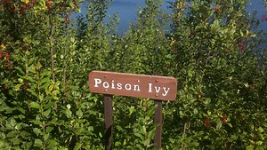 Boston Ivy vs. Poison Ivy