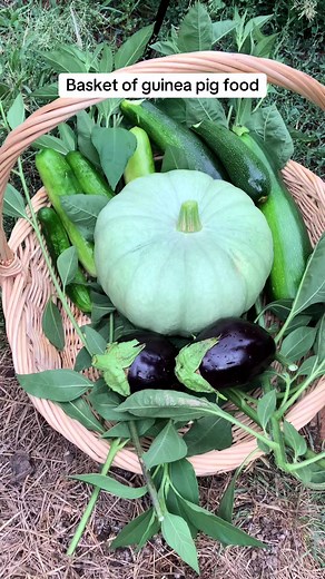 Basket of homegrown veggies for the pigs | Guinea Pig
