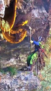 578K views · 3K reactions | Video on how to remove bees . . . #beekeeping #amazing #life #lifestyle #bees #travel #love #beekeeper #bee #photooftheday #photography #fypシ゚ #instagood #reelsviralシ #honey #beekeepers #reelsfypシ #beautiful #beesofinstagram #picoftheday #nature #fashion #beeswax #happy #style #honeybees #savethebees #instadaily #honeybee #usa | Searching For Honey | Facebook