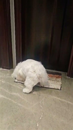 Cute Shih Tzu Tricks | Hilarious Pet Compilation #shihtzupuppy #shihtzu #dogsworld #adorabledog #pet