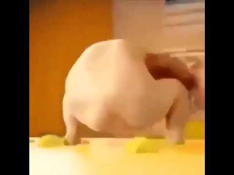 Number 15 twerking chicken