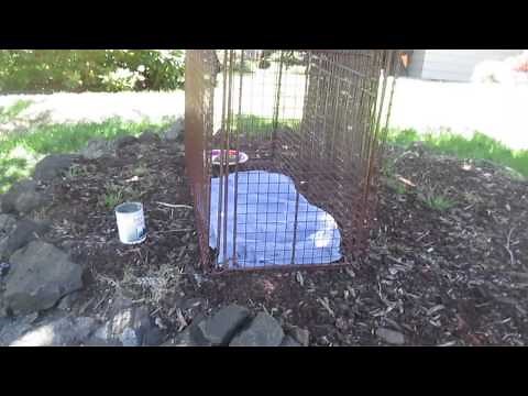 Setting up a humane trap for a missing or loose dog