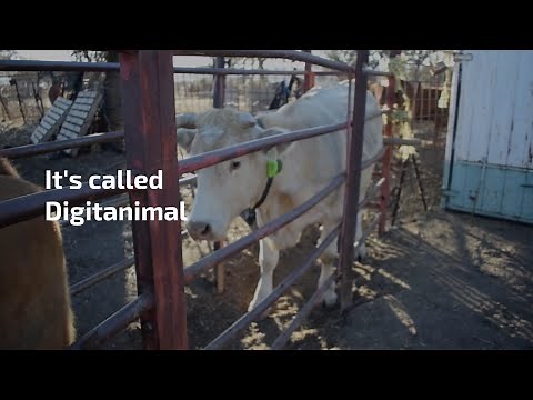 GPS cattle tracker - Tracking and monitoring livestock