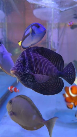 Desjardini Tang (Red Sea Sailfin Tang)