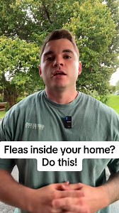 How to get rid of fleas inside your home! #fleas #indoors #bugs #homeremedy #remedy #salt #animals #pets #dogs #cats #dogsoftiktok #catsoftiktok #animalsoftiktok #hacks #hack #lifehack #lifehacks #homehack #homehacks #thesouth #summerhacks #foryou #foryoupage | Jack Williams