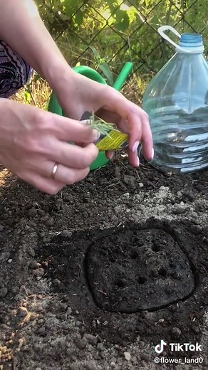 Lavender Propagation Techniques for Garden Enthusiasts
