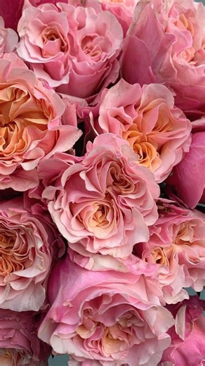 bego on Instagram: "La pregunta del millón, ¿qué hago con mi ramo después de la boda? Muchas me habéis preguntado opciones para conservarlo de alguna manera, es verdad que al final, es uno de los ramos más especiales que vas a tener y tenerlo para siempre es algo muy especiales. Os traigo tres opciones que me parecen muy guays: dos algo más comunes y tradicionales y una algo más original (que os admito que me encanta y es mi favorita!). La empresa que os digo que os hace estos cuadros tan precio