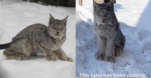 "Friendly" lynx is capturing hearts with its giant fluffy paws (VIDEO) | News