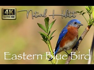 Eastern Bluebird at Natural Habitat | Bird Sound | Nature Hope - 4K UHD