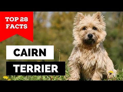 99% of Cairn Terrier Dog Owners Don't Know This