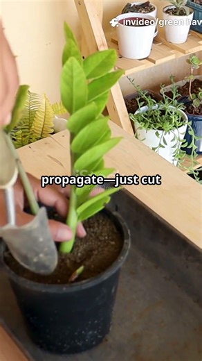 Raven ZZ Plant: The Dark Beauty of Houseplants!