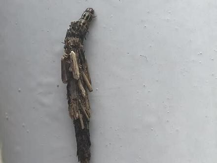 科普一下：蓑蛾亦称袋蛾。属于鳞翅目(Lepidoptera)蓑蛾科(Psychidae)昆虫。世界性分布。