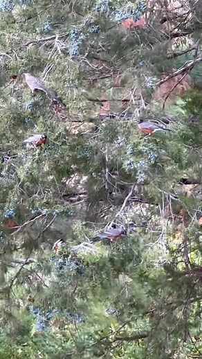 We keep getting flocks of Robins stopping to feed on our cedar tree. Literally 100 at a time! So cool! | Papillon Perennials