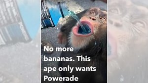 No More Bananas. This Ape Only Wants Powerade | Know Your Meme