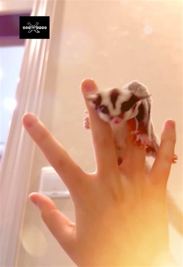 Discover Rare and Exotic Pets for Your Collection