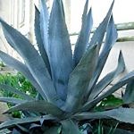 ▷ Todo sobre las Agaváceas (Agaves) - Cactus y Suculentas