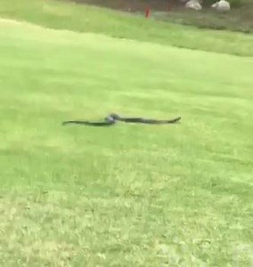 Watch scary moment giant, deadly cobra slithers on golf course to stun onlookers