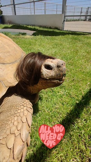 Today is Global Beatles Day #allyouneedislove #GlobalBeatlesDay #Tortzilla | Tortzilla and Waffles