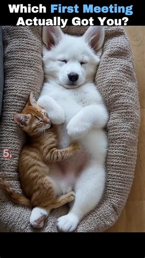 Which Kitten Meeting a Dog Actually Got You? 😻 1, 3 or 5 (First Time!)
