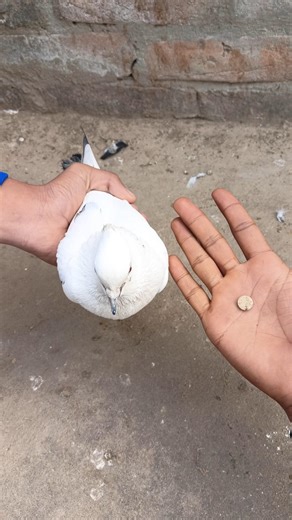 What to do if the pigeon's poop is jammed 🕊️🤯 || #pigeon #shorts