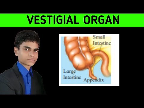 What is meant by vestigial organs ? Concept explained with proper definition and examples |